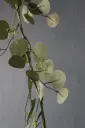 Seeded Eucalyptus