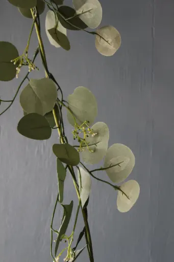 Seeded Eucalyptus